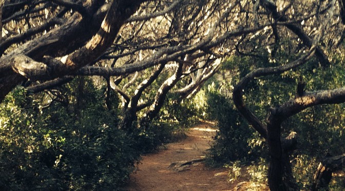 Une forêt et la mer