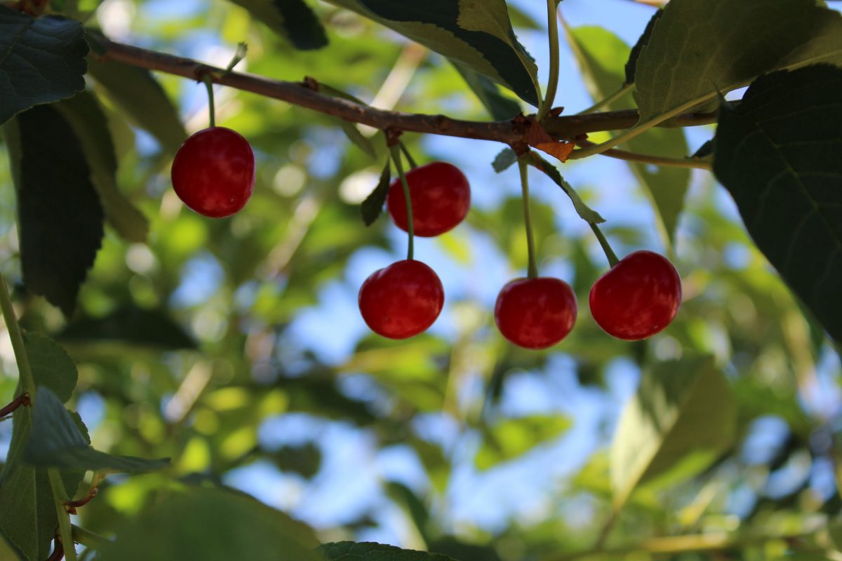 Quand nous chanterons le temps des cerises